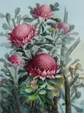 Ellis Rowan, Waratahs, NSW State Floral Emblem