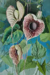 Ellis Rowan, Aristolochia, Gouache