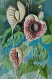 Ellis Rowan, Aristolochia