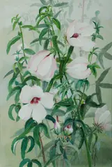 Hibiscus by Ellis Rowan, Gouache, sold Nov 2020