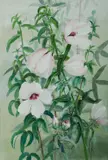 Ellis Rowan, Hibiscus, gouache on paper