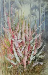 Ellis Rowan, Pink Heath, Victoria State Floral Emblem, Gouache & W/Clr
