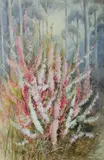 Ellis Rowan, Pink Heath, Victoria State Floral Emblem