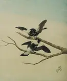Neville Henry Cayley, Bone of Contention (Two Magpies), 1894