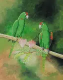 Graeme Stevenson, Green Conure, Gouache