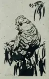 David Preston, Galah