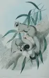 John Gould, Belideus Breviceps (Short-headed Belideus, Sugar Glider), Lithograph