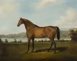 Joseph Fowles, Racehorse, Sydney, Oil on Canvas