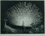 Lionel Lindsay, The White Fan