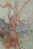 Arthur Murch, Angophora Study [Avalon, NSW], 1972, Pastel & Graphite