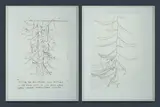 Tony Bishop, (2), Graphite on Paper (2)