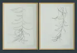 Tony Bishop, (2), Graphite on Paper (2)