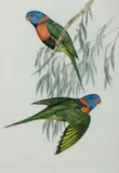 John Gould, Rainbow Lorikeet, Trichoglossus Rubritorquis, Hand Coloured Lithograph