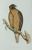 John Gould, Little Eagle, Aquila Morphnoides, Hand Coloured Lithograph