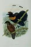 John Gould, Lawes's Parotia, Parotia Lawesii, Hand Coloured Lithograph