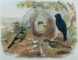 John Gould, Satin Bowerbird, Ptilonorhynchus Holosericeus, Hand Coloured Lithograph