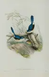 John Gould, Fawn-breasted Superb Warbler, Malurus Hypoleucus, Hand Coloured Lithograph