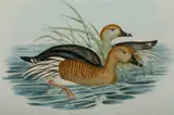John Gould, Eyton's Duck (Plumed Whistling Duck), Leptotarsis Eytoni, Hand Coloured Lithograph