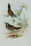John Gould, Chestnut-backed Ground - Thrush Cinclosoma Castanotus, Hand Coloured Lithograph