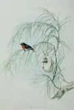 John Gould, Mistletoe, Dicauum Hirundinaceum, Hand Coloured Lithograph