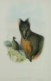 John Gould, & RICHTER, H C, Hand Coloured Lithograph