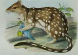 John Gould, Spotted-tailed Quoll, Dasyurus Maculatus, Hand Coloured Lithograph