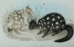 Dasyurus Viverrinus (Variable Dasyurus, Eastern Quoll) by John Gould, Lithograph, sold May 2020