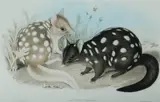 John Gould, Dasyurus Viverrinus (Variable Dasyurus, Eastern Quoll), Lithograph