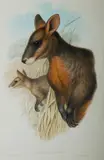 John Gould, Black-Wallaby, Halmaturus Ualabatus, Hand Coloured Lithograph