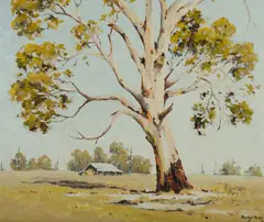 Dudley Parker, Old Gum - Bendemeer Park, Oil on Canvas on Board