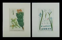 Johann Wilhelm Weinmann, 2 Various Prints from 'Phytanthoza Iconographia