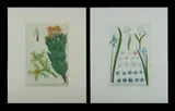 Johann Wilhelm Weinmann, 2 Various Prints from 'Phytanthoza Iconographia