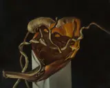 Philip Drummond, Untitled (Husk), 1998, Oil on Canvas