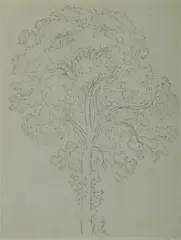 John Glover, Tree Study, Pen & Ink