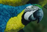 Paul Margocsy, Blue & Yellow Macaw, Gouache & Mixed Media