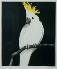 David Preston, Cockatoo, Coloured Etching 5/60