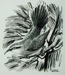 Ian Stuart Gall, Babbler, Ink on Scraper Board