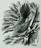 Ian Stuart Gall, Babbler, Ink on Scraper Board
