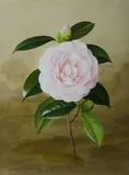 Paul Jones, Camellia