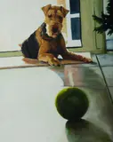 Lynden Stone, Gus, 2009, Oil on Canvas