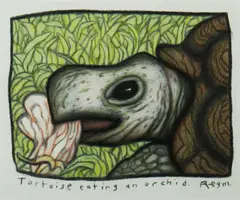 Reg Mombassa, Tortoise eating an orchid, 2010, Charcoal, Coloured Pencil on Paper