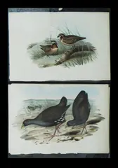 John Gould, (2), 'Plumed Partridge Bronze-Wing, Geophaps Plumifera,'