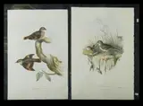 John Gould, Australian Pipit, Anthus Australis,' & 'Brown, Hand Coloured Lithograph (2)