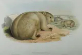 John Gould, Broad - Fronted Wombat, Phascolomys Latifrons, Hand Coloured Lithograph