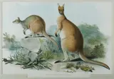 John Gould, Red Wallaroo, Osphranter Antilopinus, Hand Coloured Lithograph