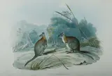 John Gould, Pademelon Wallaby, Halmaturus Thetidis, Hand Coloured Lithograph
