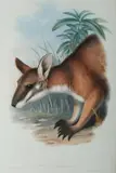 John Gould, Black-Striped Wallaby, Halmaturus Dorsalis, Hand Coloured Lithograph