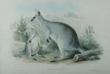 John Gould, Parry's Wallaroo, Osphranter Parryi, Hand Coloured Lithograph