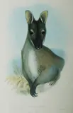 John Gould, Red-Necked Wallaby, Halmaturus Bennetti, Hand Coloured Lithograph