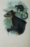 John Gould, Black Tree Kangaroo, Dendrolagus Ursinus, Hand Coloured Lithograph
